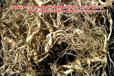 益盛藥業(yè)萬(wàn)畝農(nóng)田種植人參遇干旱仍增產(chǎn)，西洋參成亮點(diǎn)
