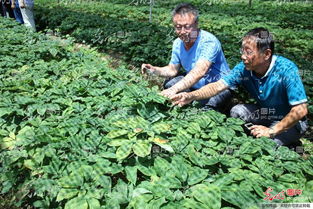 山東榮成西洋參產(chǎn)業(yè)發(fā)展迎來(lái)專(zhuān)家把脈 黑參產(chǎn)品成創(chuàng)新突破口