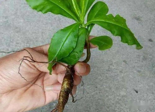 鄉(xiāng)野奇珍 德慶“土人參”的逆襲，從山間野菜到致富金苗