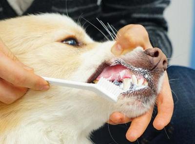 養(yǎng)狗，不管你多節(jié)儉，這幾樣口腔衛(wèi)生用品該換就換！